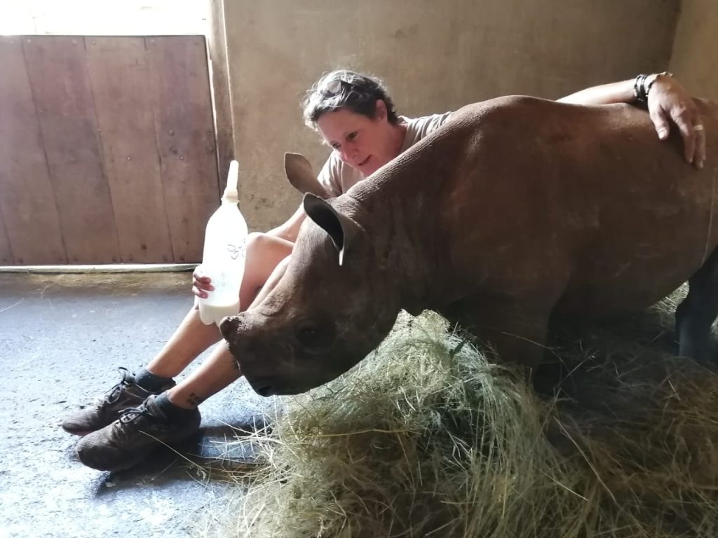 VCC: A woman feeds a baby rhino with a large bottle while sitting next to it in a hay-covered enclosure. VCC: A woman feeds a baby rhino with a large bottle while sitting next to it in a hay-covered enclosure.